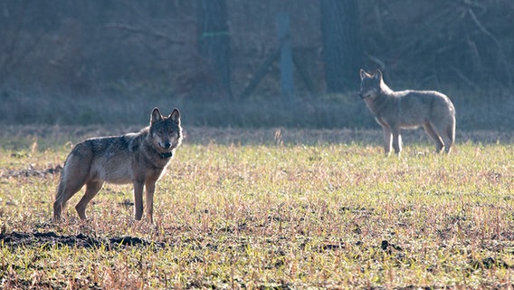 Zwei Wölfe auf einer Wiese. © picture alliance / dpa Foto:  Konstantin Knorr