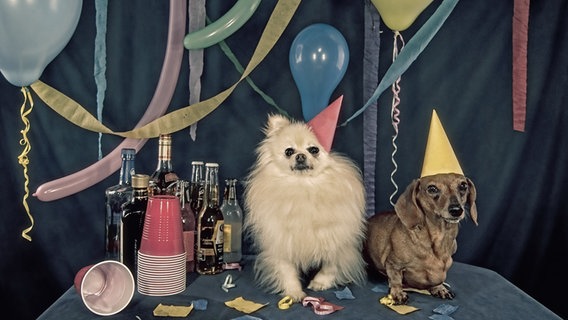 Zwei Schoßhunde feiern Geburtstag. © https://creativecommons.org/licenses/by/2.0/ Foto: Mattys Flicks