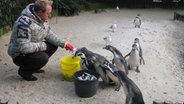 Fütterungszeit: Christian Haacke verteilt im Zoo Fische an hungrige Pinguine.  